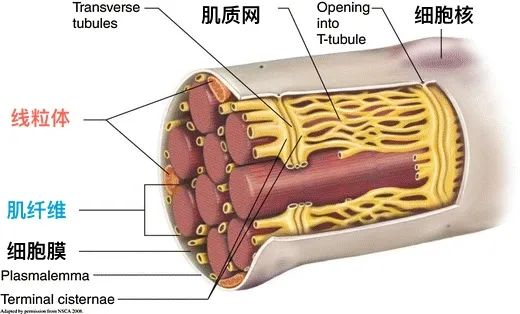 间隔运动可以减肥吗_有氧运动 时间间隔_锻炼间隔的休息时间